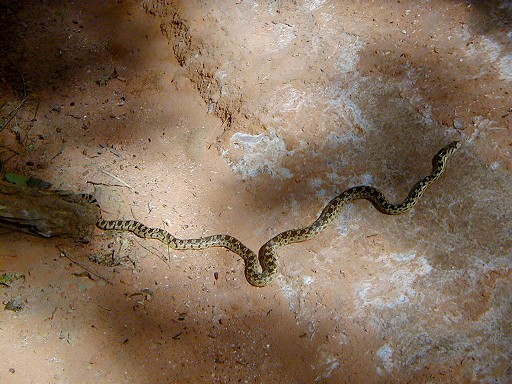 31 - A desert snake