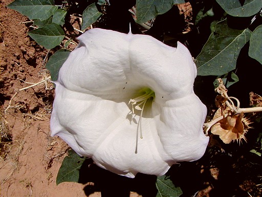 60 - Desert flower