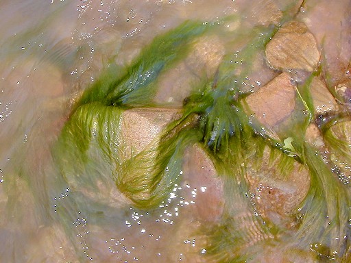 94 - Seaweed