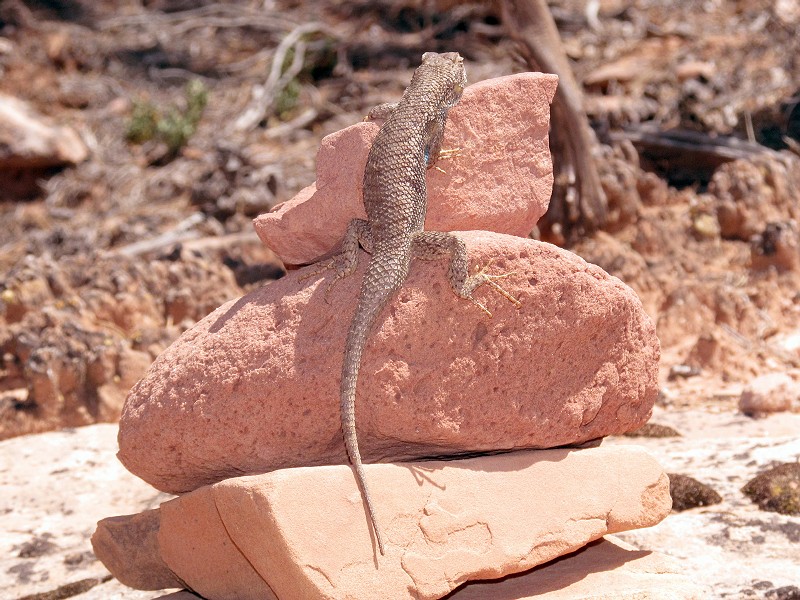 61 - Cairn with lizard