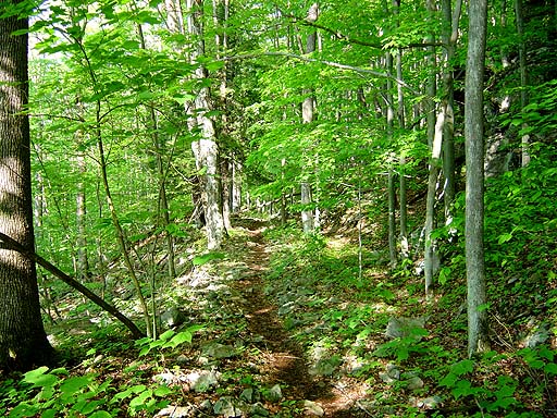 16 - Green trail